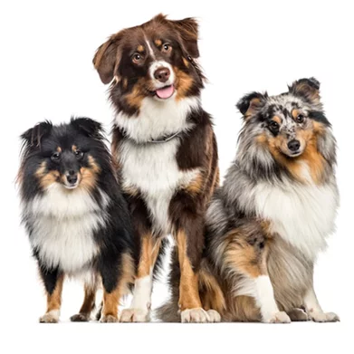 Image Товары для собак