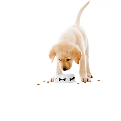 Image Корм для собак