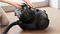 Image Пылесос BOSCH BGC21X300, Black