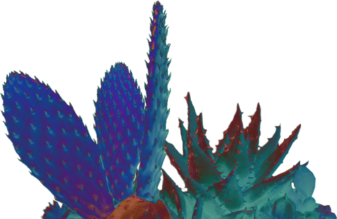 Cactus