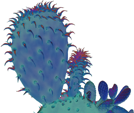 Cactus