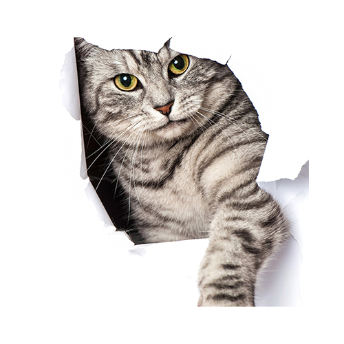 Image Pentru pisici